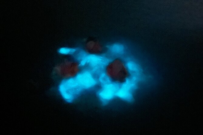 Mystic Waters A Bioluminescent Night Tour - Swimming or staying on board