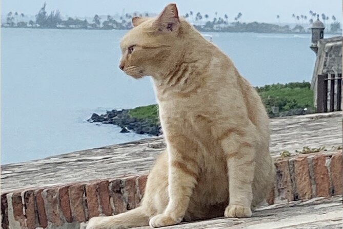 Old San Juan City Walking Tour - Why This Two-Hour Walk Works So Well