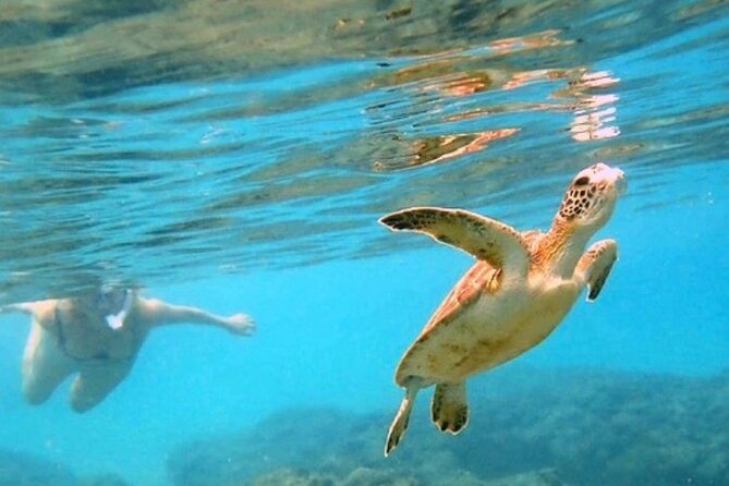 Private Rincon Snorkeling Adventure - Key points to know before booking