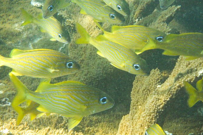 Private Rincon Snorkeling Adventure - Exploring Tres Palmas Marine Reserve