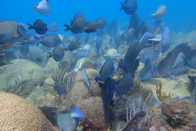 Private Rincon Snorkeling Adventure - A pace that works for families and mixed groups