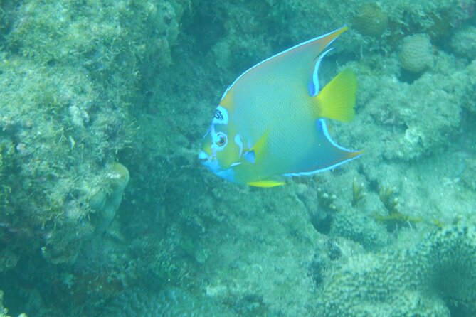 Private Rincon Snorkeling Adventure - The reliability question deserves attention