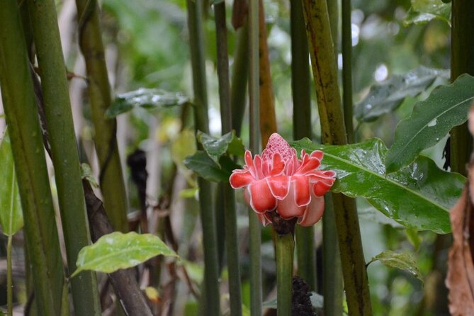 Private Tour of El Yunque Rainforest from San Juan - Weather, river conditions, and the practical packing list