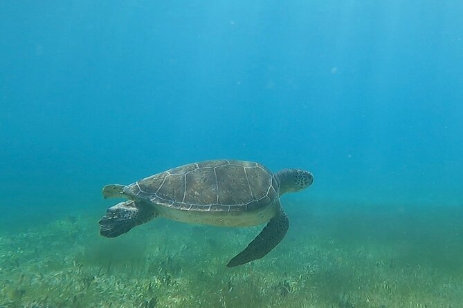 Public or Private Boat Trip to Icacos & Palomino - The boat, crew, and style of service