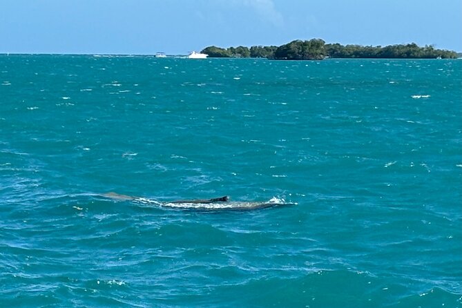 Puerto Rico: Bio Bay Swim and Sunset Charter or Late night tour - Weather, moonlight, and realistic expectations