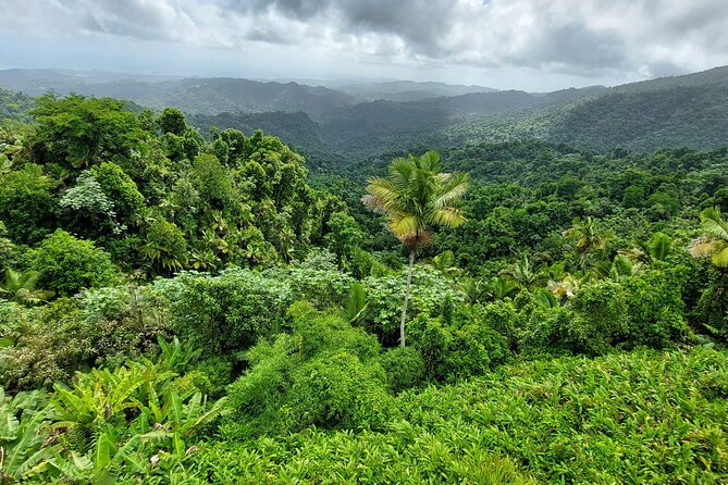 Puerto Rico: El Yunque Sightseeing Half-Day Tour w/Transfer - Is $89 a fair price?