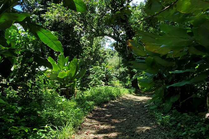 Rainforest and Junglequi Zipline Combo Tour - What the $200 price really covers