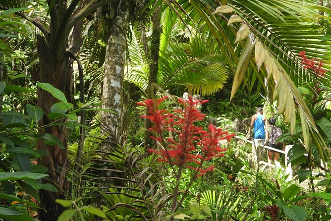 Rainforest Nature Walk & Luquillo Beach Combo - The roadside fruit stand and local food stop