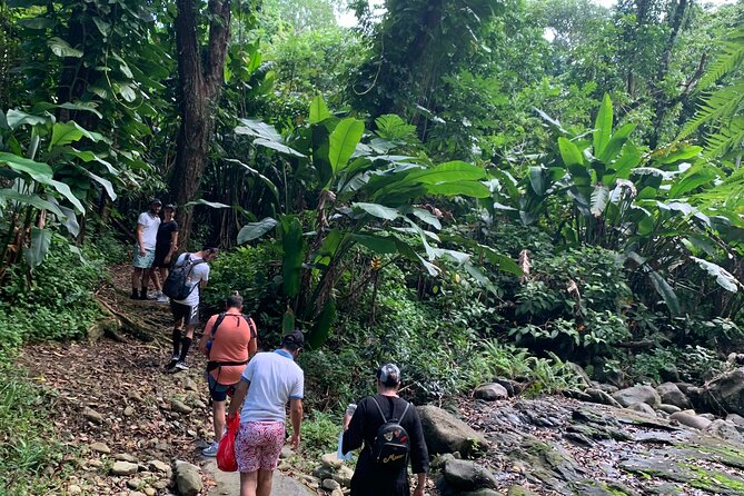 Rainforest River Nature Walk Adventure and Luquillo Beach - La Coca Falls: a quick waterfall introduction