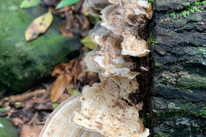 Rainforest River Nature Walk Adventure and Luquillo Beach - What the guides add to the day