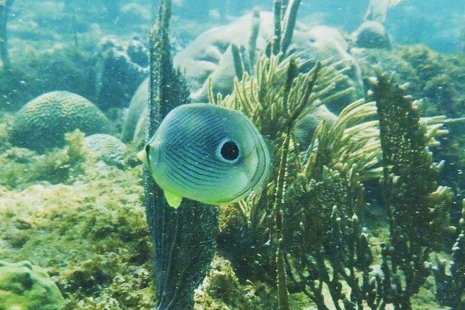 Rincon Snorkeling Adventure - Key points at a glance