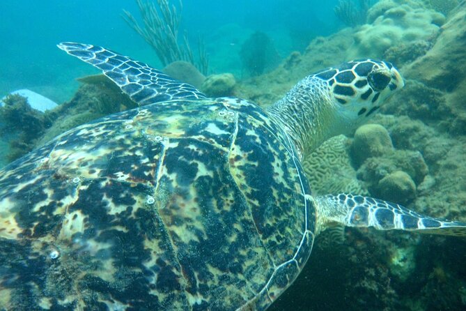 Rincon Snorkeling Adventure - Walking from shore into Tres Palmas