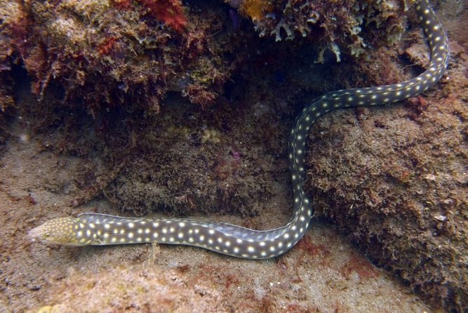 Rincon Snorkeling Adventure - A guide makes the difference