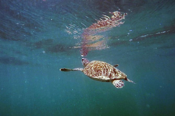 San Juan Guided Snorkel With Turtles Tour and Videos - Calm Water Matters More Than the Clock
