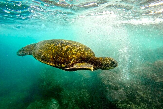 San Juan Guided Snorkel With Turtles Tour and Videos - What the $42.30 Price Really Covers