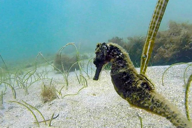 San Juan Guided Snorkel With Turtles Tour and Videos - The Guides Are the Strongest Part