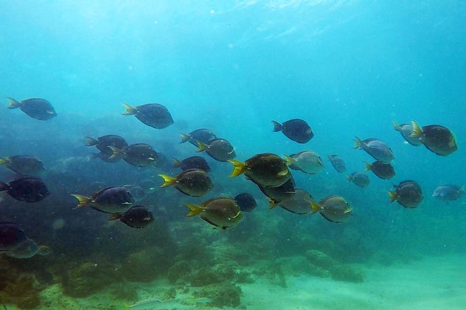 San Juan Guided Snorkel With Turtles Tour and Videos - What to Bring and How to Prepare