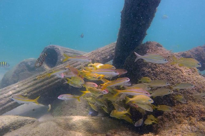 San Juan Guided Snorkel With Turtles Tour and Videos - Who Will Enjoy This Tour Most