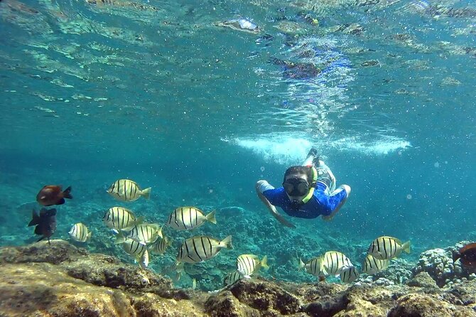 San Juan Guided Snorkeling Experience - With Transport 8am or 3pm - Carlos and the importance of the guide