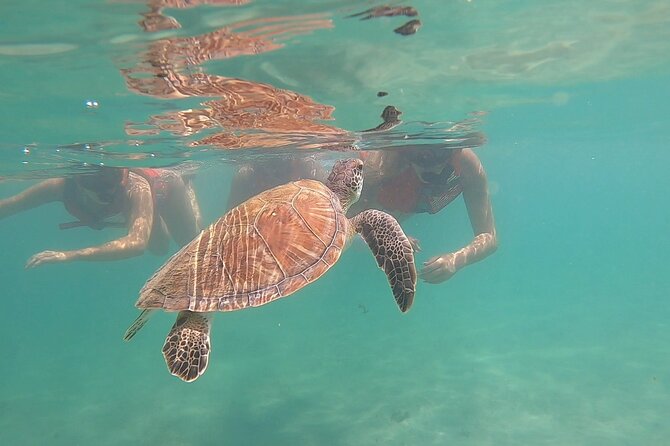 San Juan: Kids and Family Snorkeling Adventure with Videos - Key points for families
