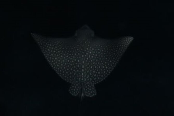 San Juan LED Night Snorkel - What the $70 price includes