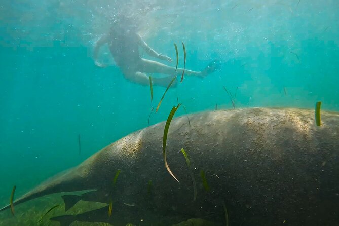 San Juan Snorkel with Turtles and Manatee's; Free Video and Rum! - What is included for $82