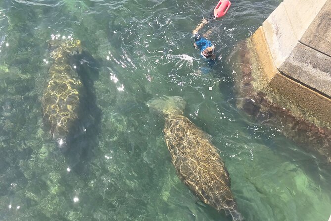 San Juan Snorkel with Turtles and Manatee's; Free Video and Rum! - The guides make a major difference