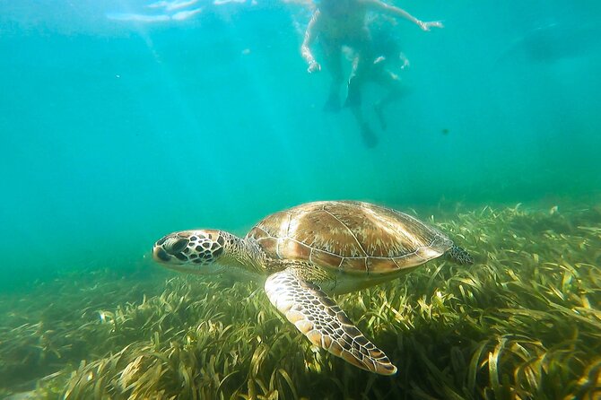 San Juan Snorkel with Turtles and Manatee's; Free Video and Rum! - Sea turtles, manatees, and the wildlife search