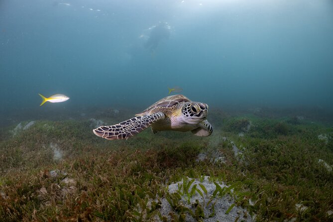San Juan Snorkeling Tour with Fish and Turtles - At a glance: what makes this outing useful
