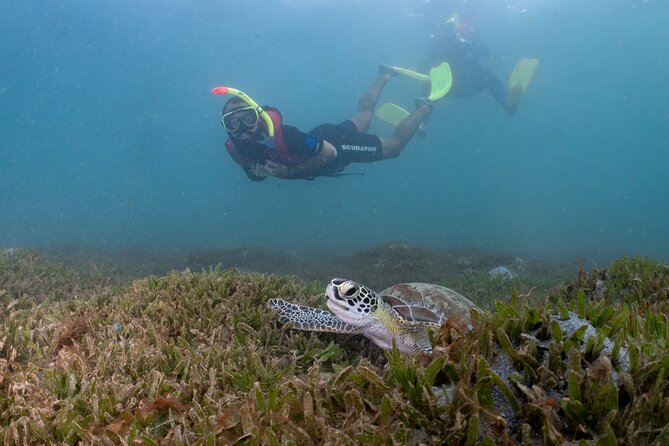 San Juan Snorkeling Tour with Fish and Turtles - Morning or afternoon sessions give you room to plan