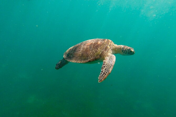 San Juan: Snorkeling with Turtles Adventure and Free Videos - Quick points before you book