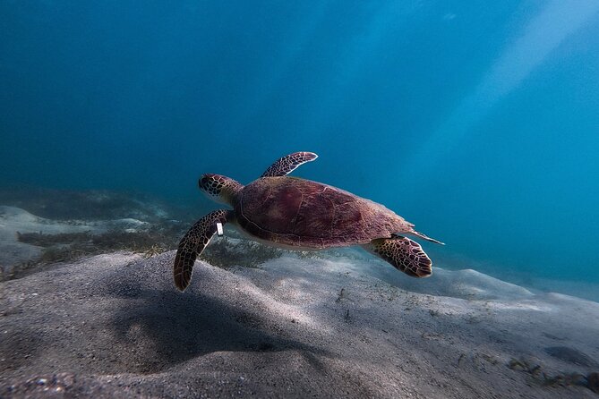 San Juan: Snorkeling with Turtles Adventure and Free Videos - What the $45 experience actually includes