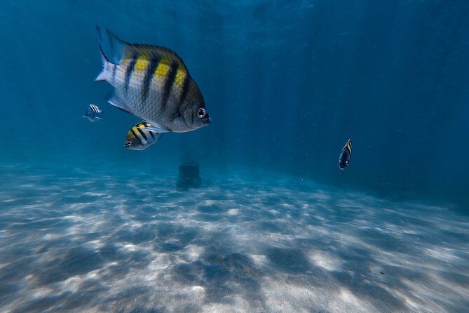 San Juan: Snorkeling with Turtles Adventure and Free Videos - The turtle search, with no promises from nature