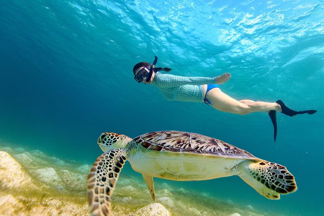San Juan Turtle Spotting Snorkel Adventure with Videos - Key points before you book
