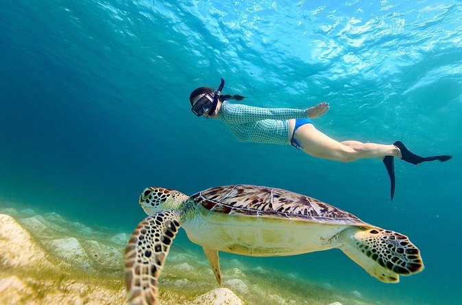 San Juan Turtle Spotting Snorkel Adventure with Videos - One hour in the turtle waters