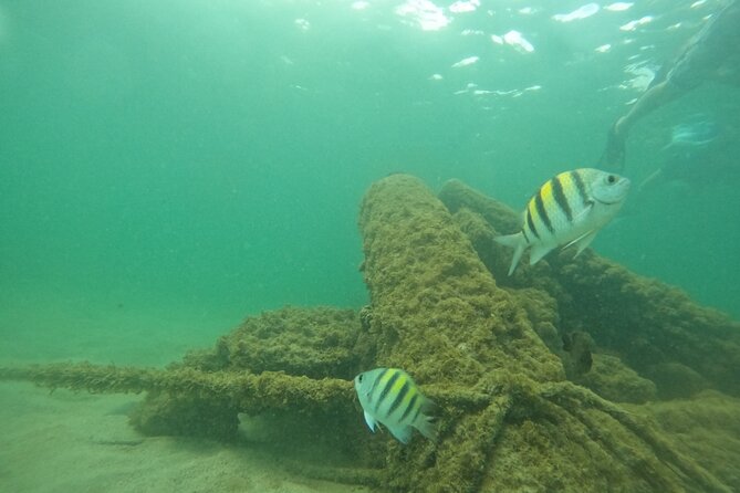San Juan Turtle Spotting Snorkel Adventure with Videos - Guides make the difference