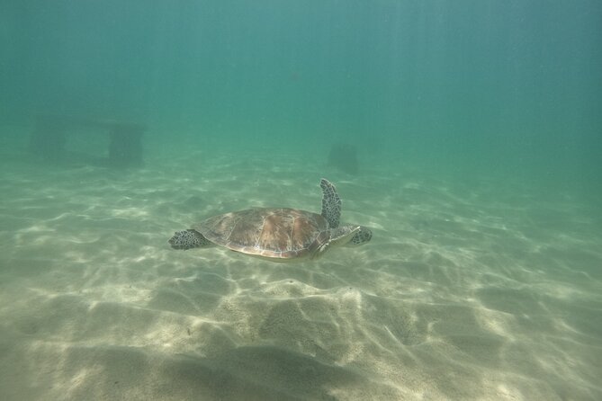 San Juan Turtle Spotting Snorkel Adventure with Videos - Group size, children, and swimming ability