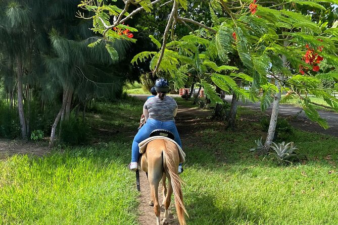 Scenic Horseback Riding Tour from San Juan - Where the experience can disappoint