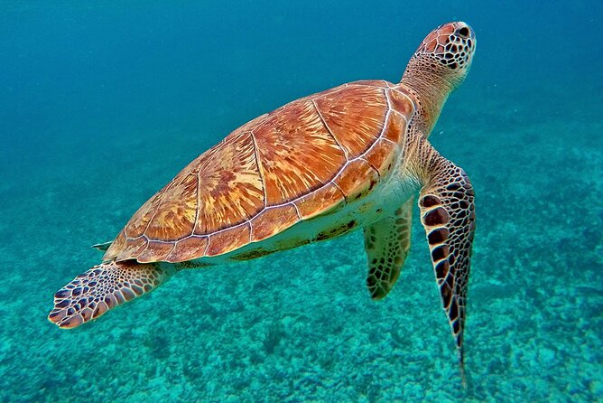 Scuba Dive and Snorkel Private Charter in Puerto Rico - Crew support, safety, and comfort