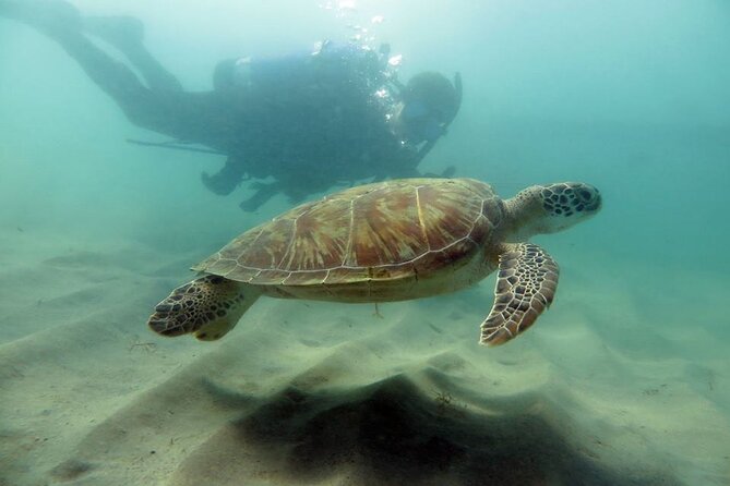 Scuba Tour for Certified Divers in San Juan - Key points about the Escambrón Marine Park experience