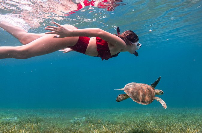 Snorkel, Swim & Snap-w/ Video - Guides can shape the whole morning