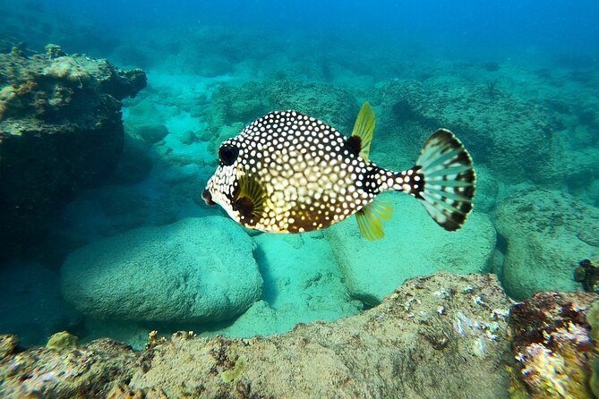 Snorkeling Adventure in Aguadilla - What this Aguadilla snorkeling trip is really like