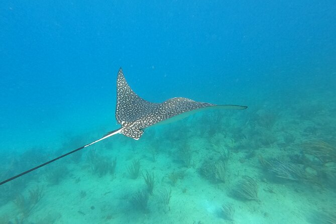 Snorkeling Adventure in Aguadilla - Why the guides make such a difference