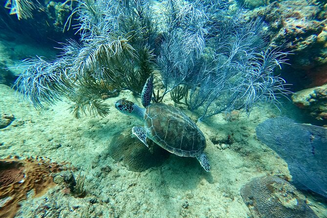 Snorkeling Adventure in Aguadilla - A two-hour morning with room for the rest of your day