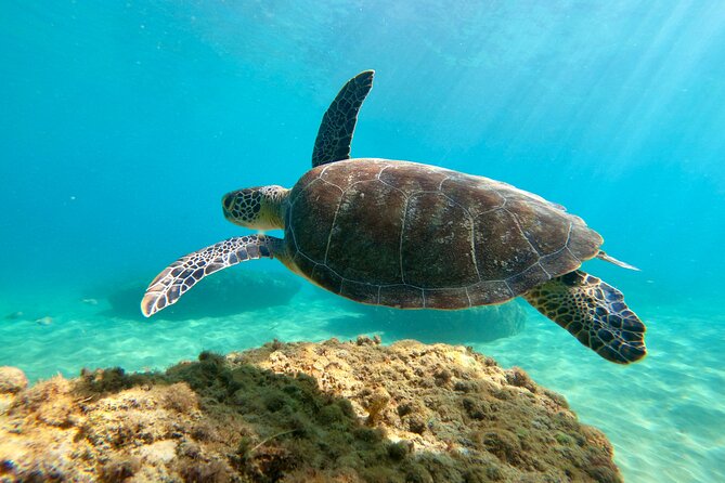 Snorkeling Adventure in Aguadilla - Is the $98 price a good value?