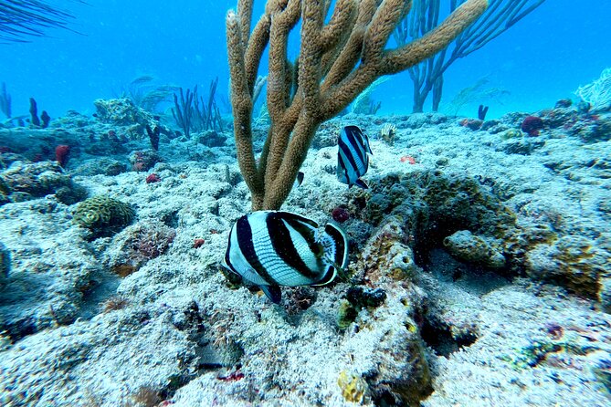 Snorkeling Adventure in Aguadilla - Who should book this experience?