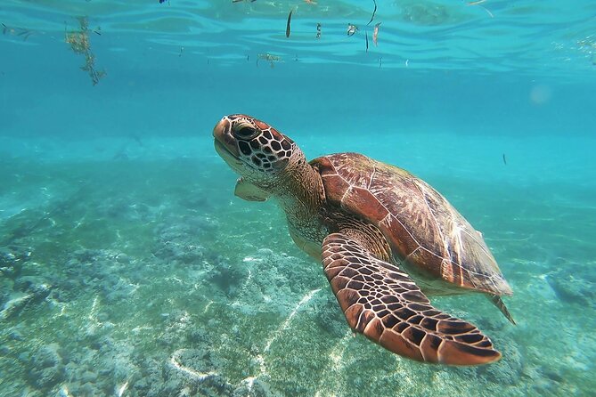 Snorkeling in Paradise - Videos Included - Key points at a glance