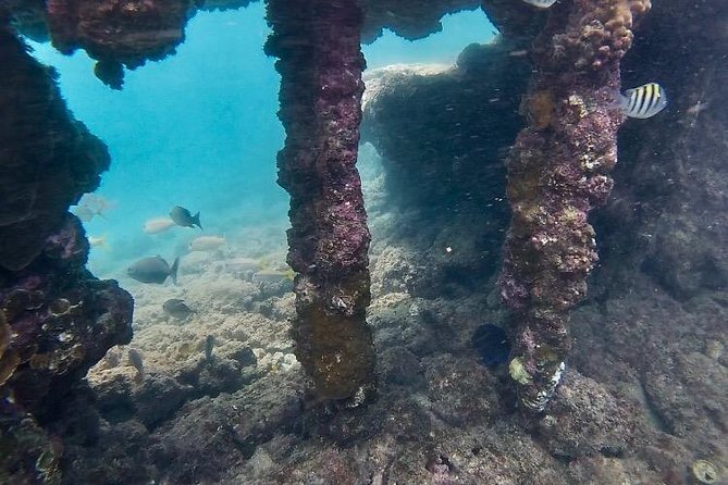 Snorkeling in Paradise - Videos Included - Guides who make the difference