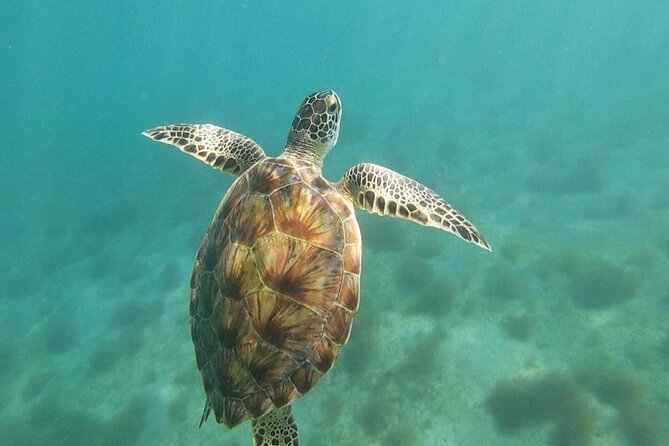Snorkeling in Paradise - Videos Included - Videos you can keep after the tour