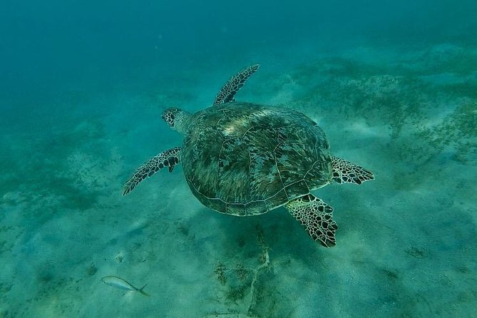 Snorkeling in Paradise - Videos Included - Is $41.65 a fair price?